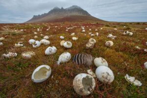 En disputa: Islas Malvinas, un paraíso en el Atlántico Sur