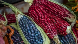 Transgénicos: ¿Creías que el choclo siempre fue amarillo en la góndola?